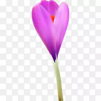 开花植物紫丁香薰衣草-番红花