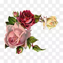 玫瑰花粉红色花卉设计剪贴画-植物学