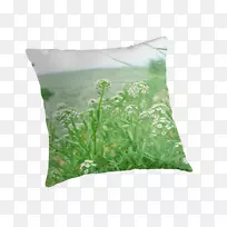 抛枕头垫植物-绿色植物