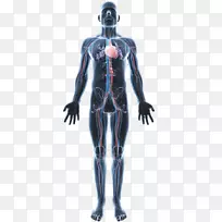 人体肌肉解剖人ω-3脂肪酸-人