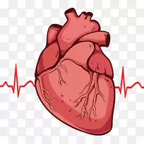 人体心脏解剖图剪贴画