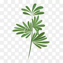 叶植物茎支版画-绿色植物