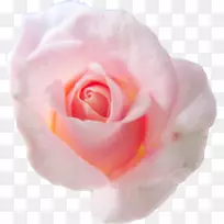 昆虫夏草玫瑰花粉红色花瓣花园玫瑰-粉红色背景