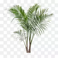 [医]野橡胶树室内植物槟榔-枣棕榈