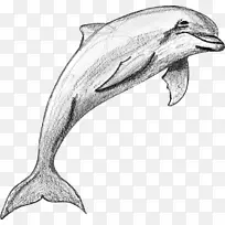 海豚图库溪普通宽吻海豚粗齿海豚短喙普通海豚素描