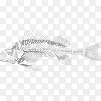 鱼骨骼骨性鱼类剪贴画素描
