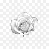 白玫瑰-白玫瑰