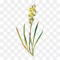 阿斯霍德尔，那绿色的花，白杨植物-插图