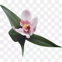花蛾兰花舟兰花剪贴画兰花