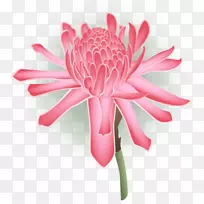 切花-热带菊科菊花