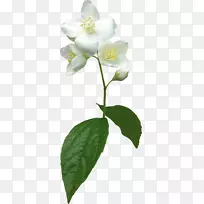 花卉茉莉花植物剪贴画-茉莉花