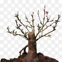 绿色植物桃树枝