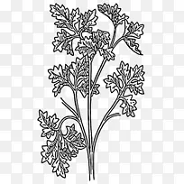 欧芹画植物剪贴画.欧芹