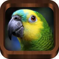 蓝绿色的亚马逊鹦鹉，白色的，正面的，亚马逊的，黄色的，亚马逊的，加冕的亚马逊金刚鹦鹉。