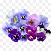 潘西紫罗兰色花紫罗兰