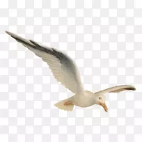 海鸥鸟鹦鹉销售报价欧洲鲱鱼海鸥