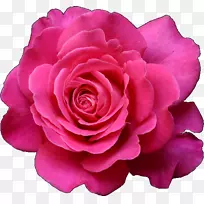 花园玫瑰画紫红色剪贴画-查理卓别林