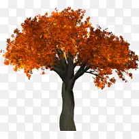 秋叶色树干
