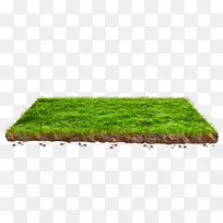 草坪草植物矩形科土壤