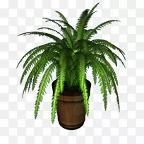 铁皮蕨属植物槟榔科盆栽植物