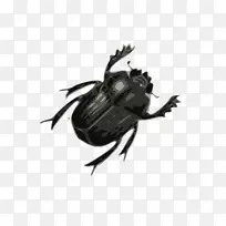 甲壳虫剪辑艺术-臭虫