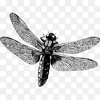 蚊虫蜻蜓-龙蝇