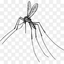 蚊虫害虫剪贴画-蚊子