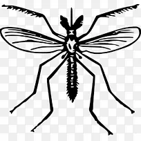 黄热病蚊子齐卡病毒健康剪贴画-蚊子