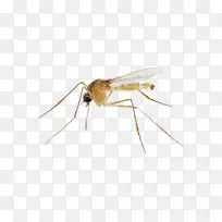 蚊虫无脊椎动物节肢动物-蚊子