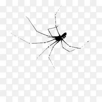 寡妇蜘蛛，昆虫，蚊子，黑白蜘蛛