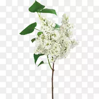 白花葬礼