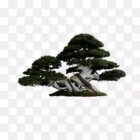 盆景松树