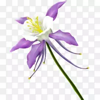 花卉设计剪贴画-珍珠菊