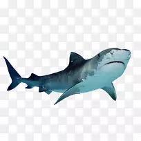 虎鲨剪贴画-幼鲨