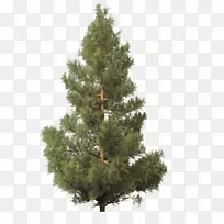 杉木人工圣诞树-松树