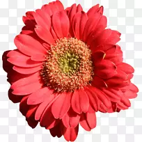 花德兰士瓦雏菊桔子花瓣雏菊科-非洲菊