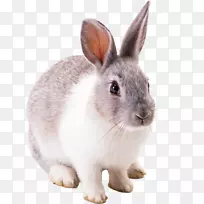 复活节兔子，棉尾兔，欧洲兔子-兔子