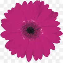 德兰士瓦菊花花束红色普通雏菊-雏菊