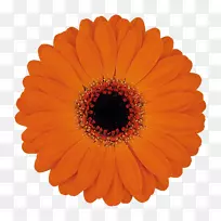 纸巾派对红扇非洲菊