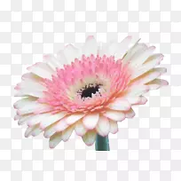 德兰士瓦菊花-非洲菊