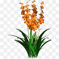 唐菖蒲