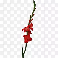 红唐菖蒲水彩花植物学图片唐菖蒲