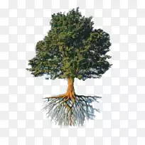 决策树学习可持续性科学传感器-根