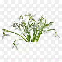 雪滴花桌面壁纸-雪滴
