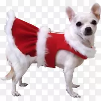 帕格吉娃娃小狗圣诞老人宠物狗