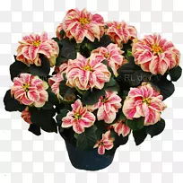 人工花卉一品红植物梅林温室-冬季