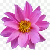 桃红色的花，玫瑰-李子花(Nelumbo Nucifera)