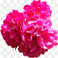 粉红蜈蚣玫瑰花粉红壁纸