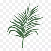 槟榔科乔木枝叶植物茎-热带叶