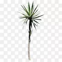 沙漠开花植物热带桌面壁纸-甜点